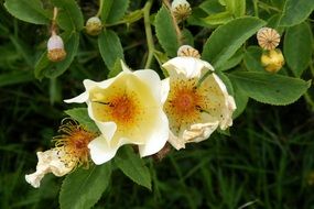golden wings rose flowers bloom