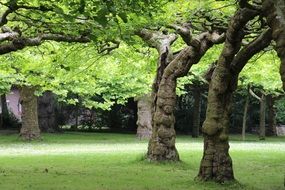 perennial trees on a green lawn