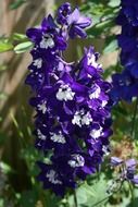 extraordinarily beautiful purple attractive flower