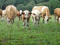 herd cow animal