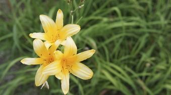 yellow lilies in a green meadow