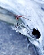 red dragonfly on dead tree