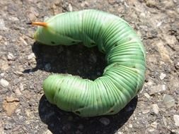 fleshy caterpillar of winch hawk moth