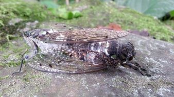 pairing of cicadas