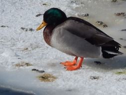 Picture of wild winter duck