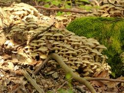 scenery of toxic mushrooms in forest
