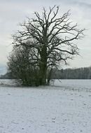 Trees on the beautiful snowy field in winter