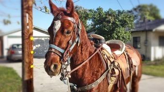 horse portrait