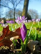 bud of bright purple crocus close up