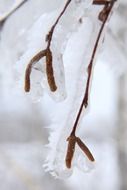 branch brown birch