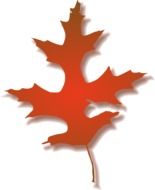 Orange maple leaf in autumn clipart
