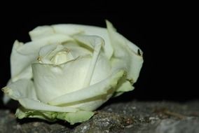 white rose on a stone close-up