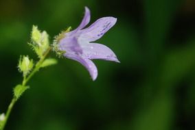 pale purple flower with buds close up
