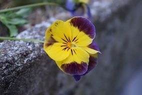 Yellow and purple flowers blossom