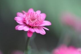 pink flower with cute petals macro