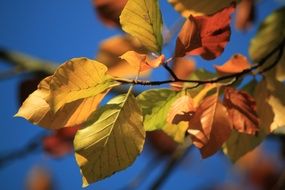 beech leaves in golden autumn macro photography