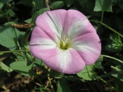 pink flower of field bindweed