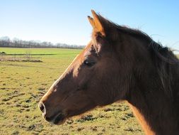 horse profile portrait