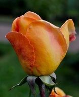 Beautiful yellow and pink rose