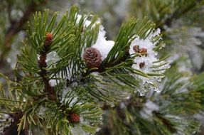 Christmas tree with frozen branches in winter