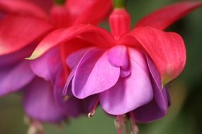colorful purplish red flowers closeup