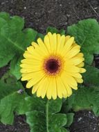 yellow gerbera flower blossom