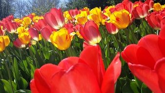 tulip pink yellow