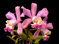 Beautiful colorful orchid flowers on black