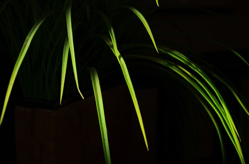 thin leaves of grass on a black background