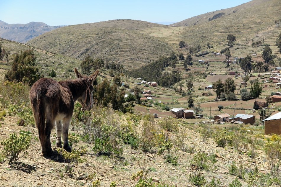 Donkey on Chisi