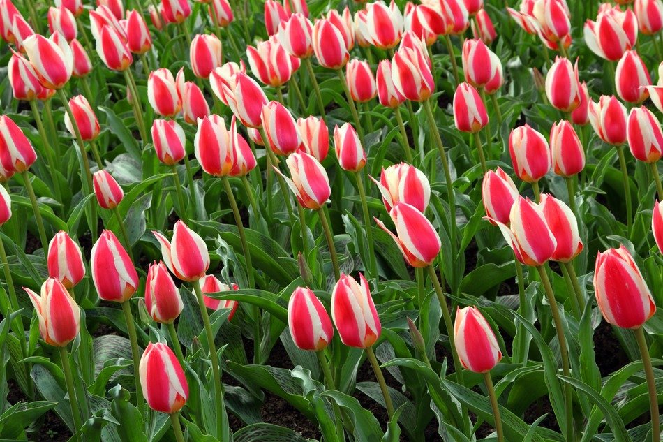 A lot of the beautiful colorful blooming flowers
