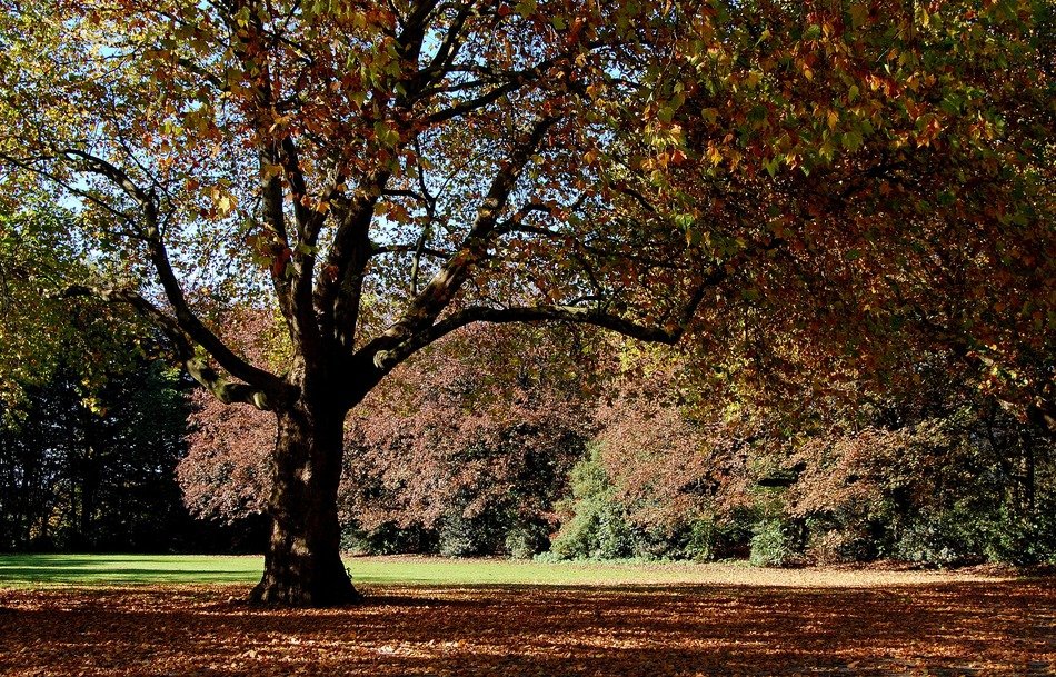 tree autumn colorful trees forest