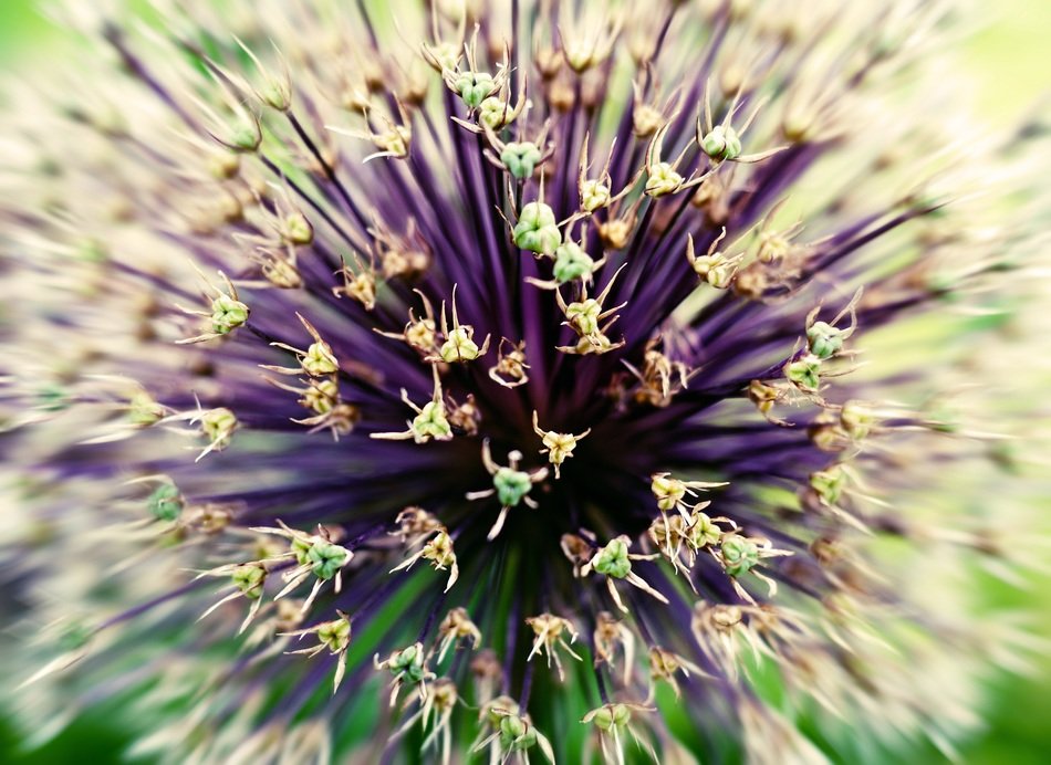 Macro photo of the beautiful violet flowers with yellow seeds