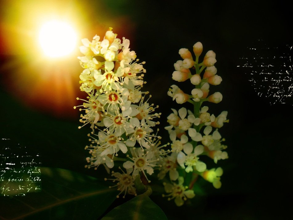 bayberry bloom and bright sun