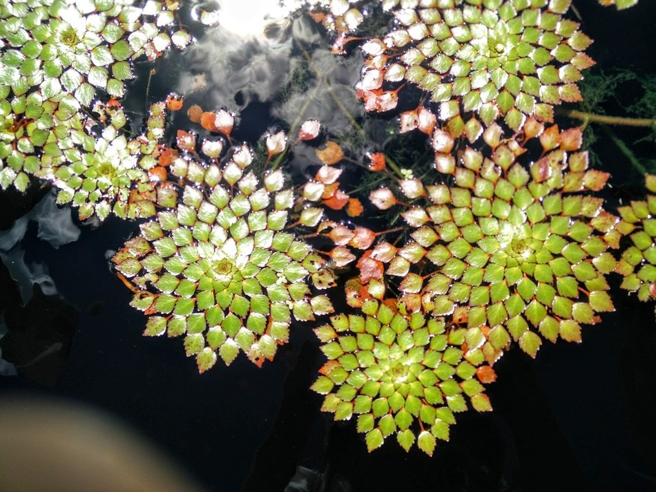 Ludwigia sedoides, mosaic plant on water