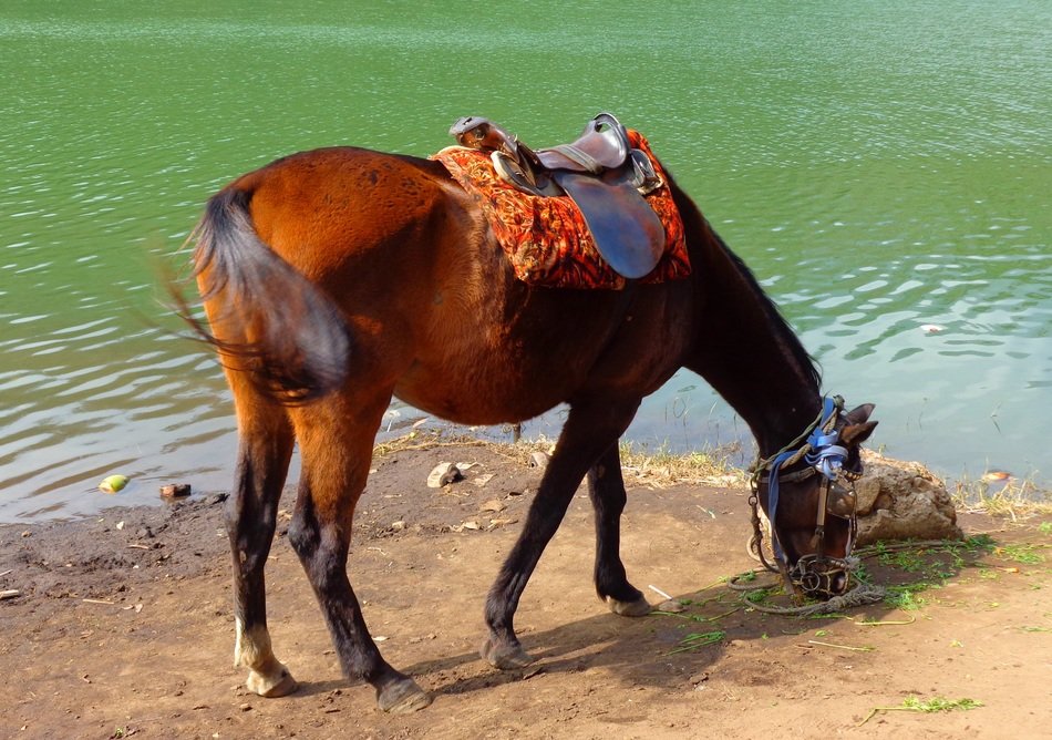 Horse near the lake on a sunny day
