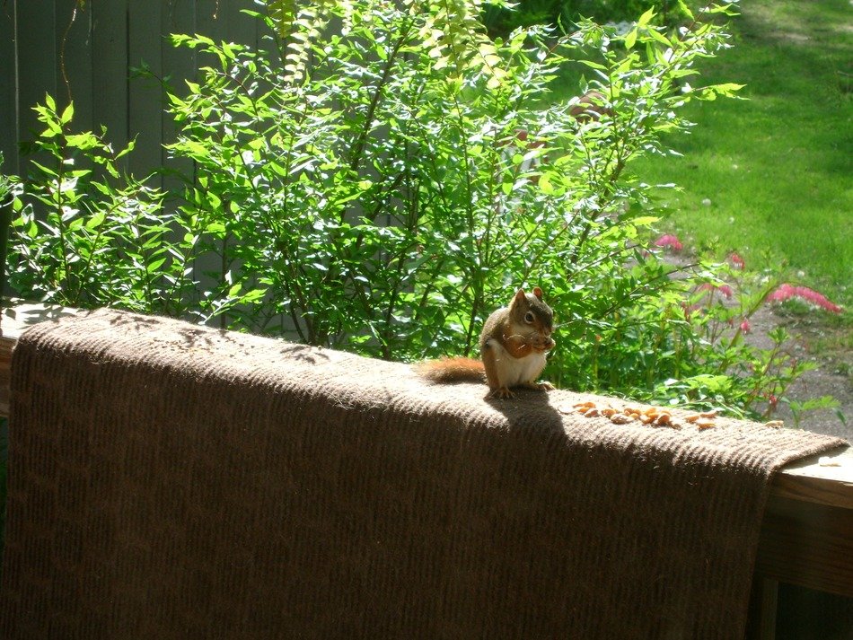squirrel on a wooden surface against a background of nature