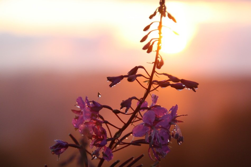 pink flower on sunset background