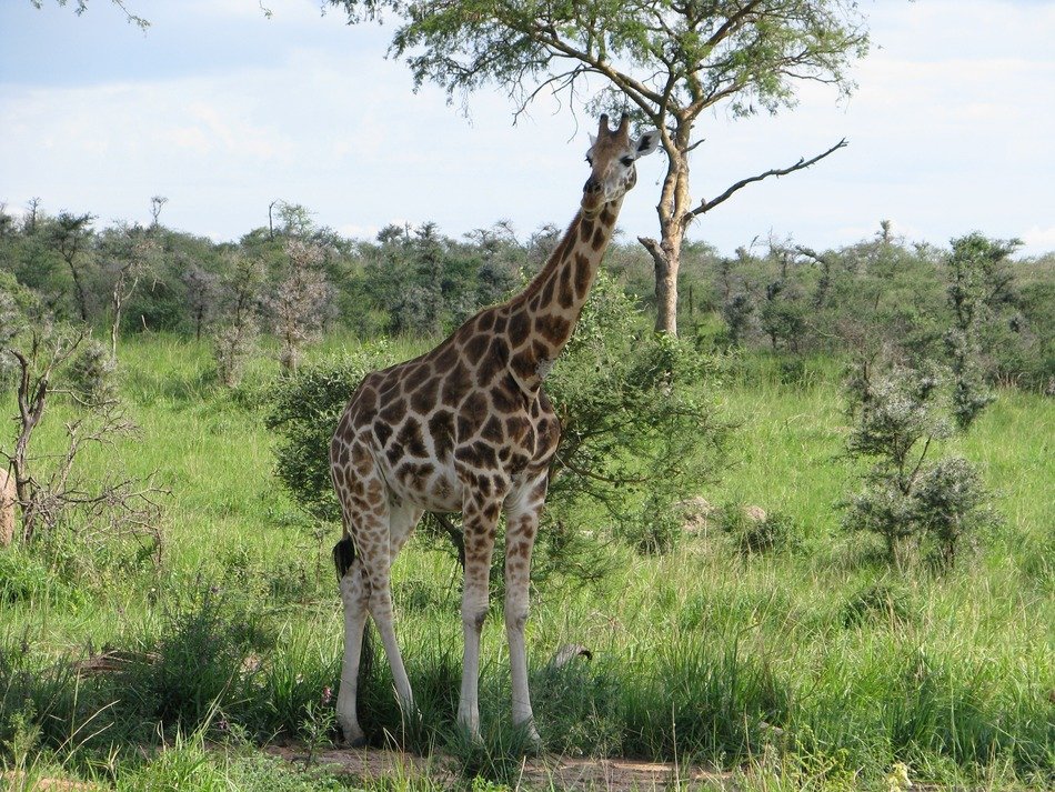 giraffe in safari