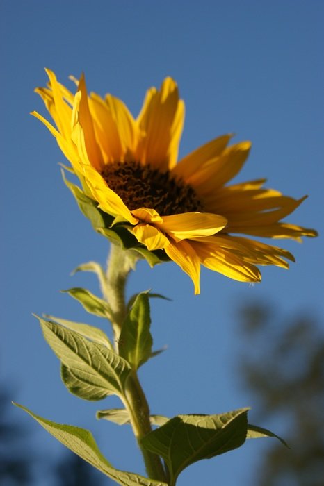 yellow sunflower looking up on a blurred background