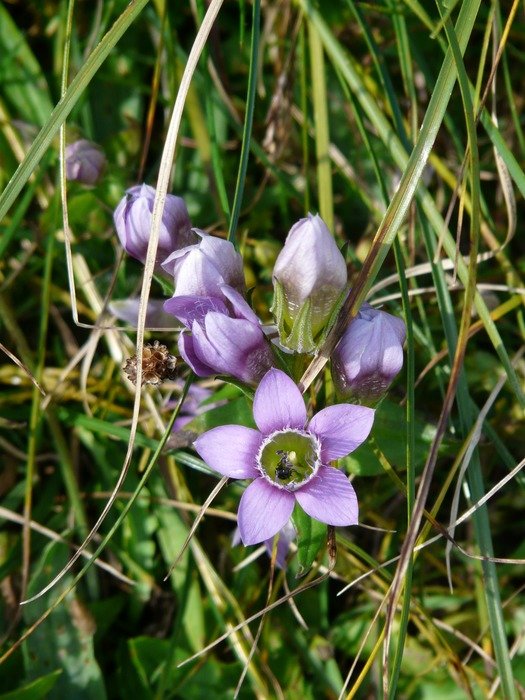 german fransenenzian flower
