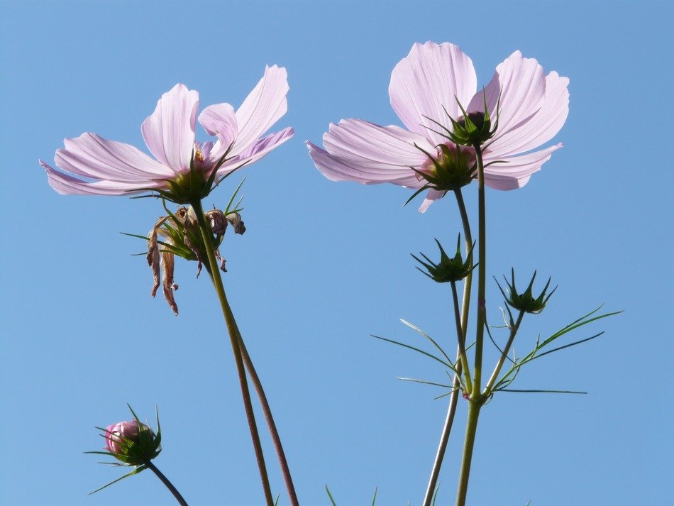 bottom view of the Cosmea