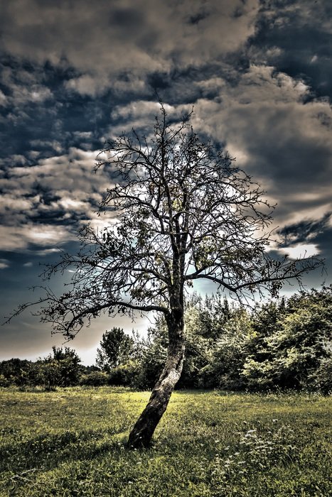 surreal nature photo