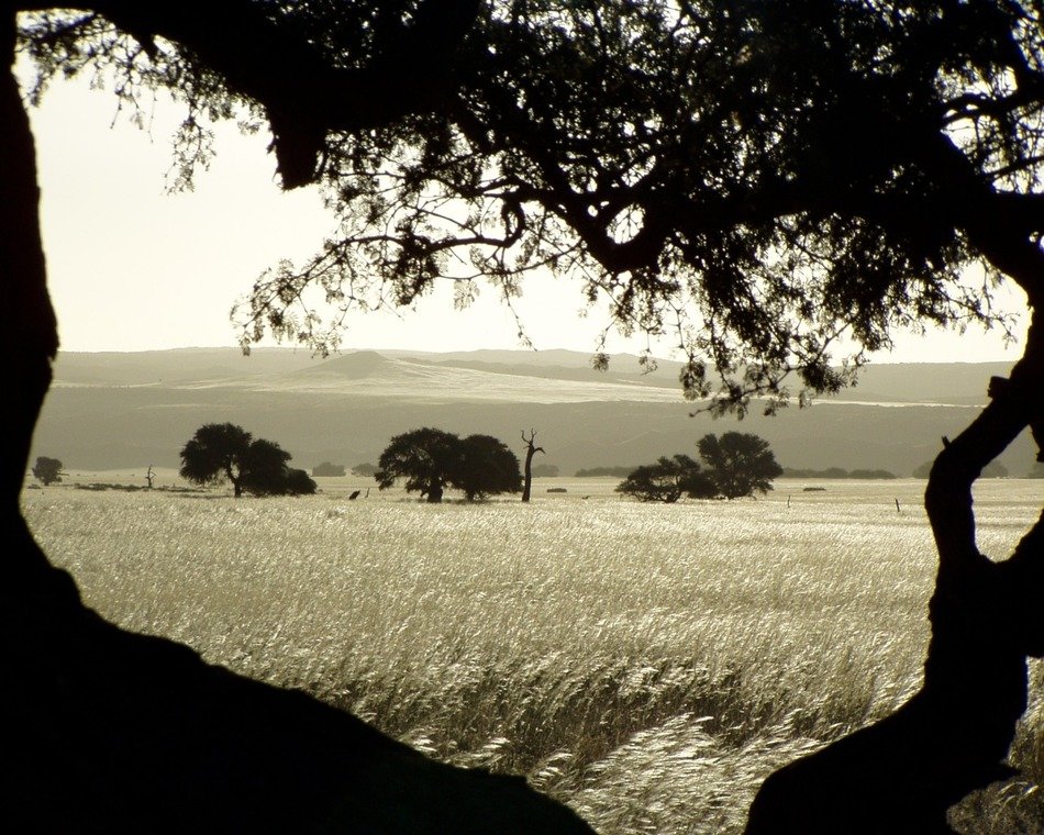 landscape of the