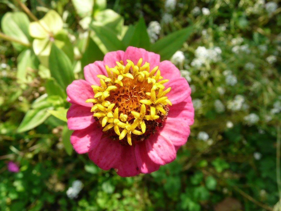 pink zinnia with a yellow center close-up
