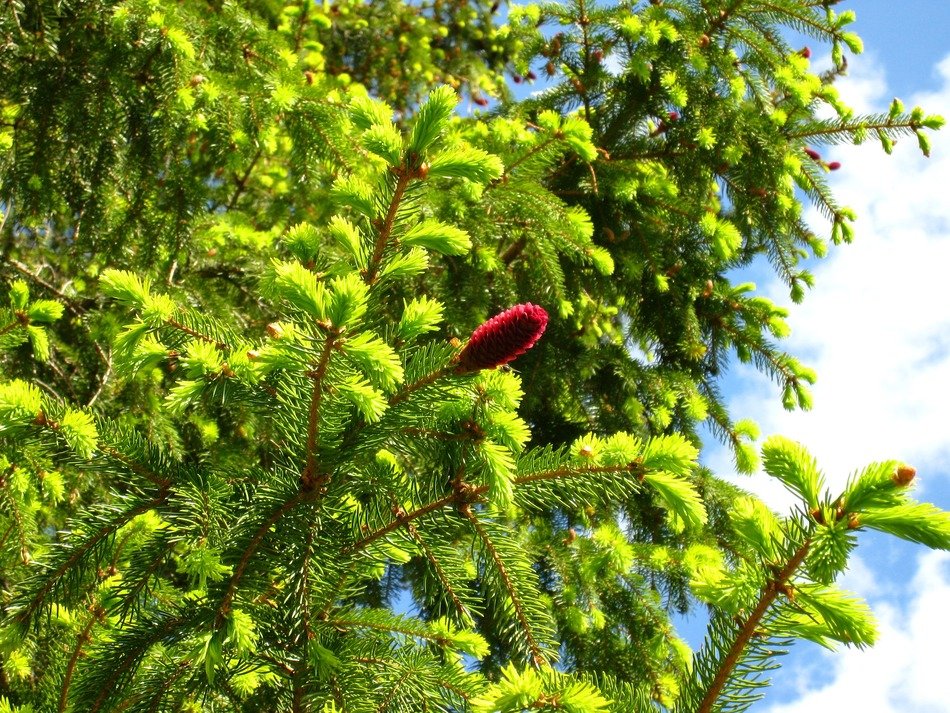 Green and red pine tree