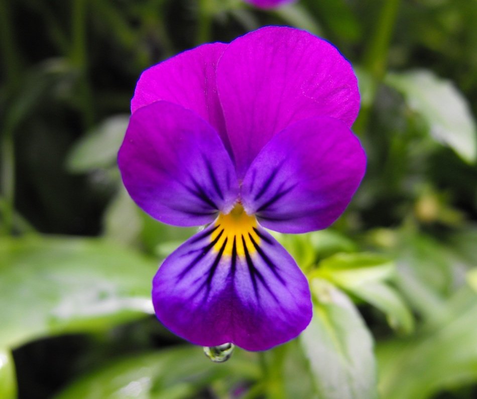 violet pansy flower