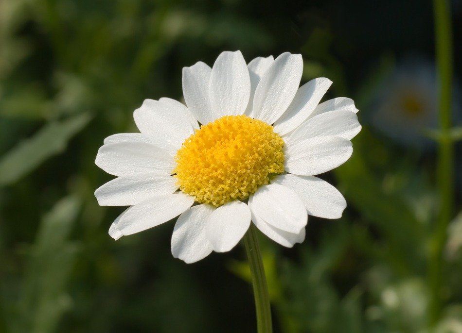 leucanthemum paludosum or Mauranthemum paludosum