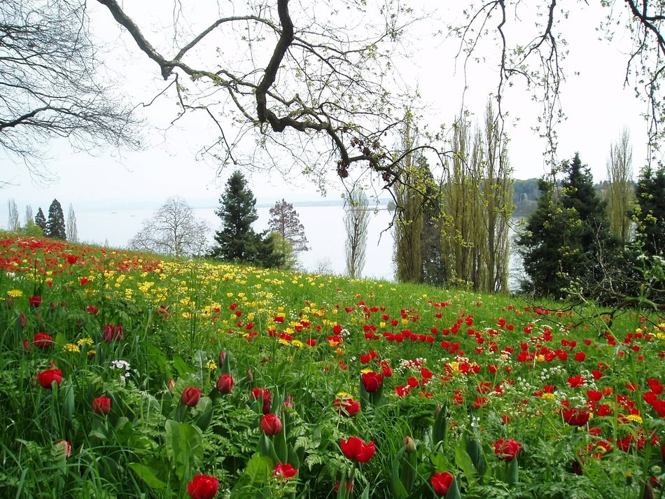 tulips on the field