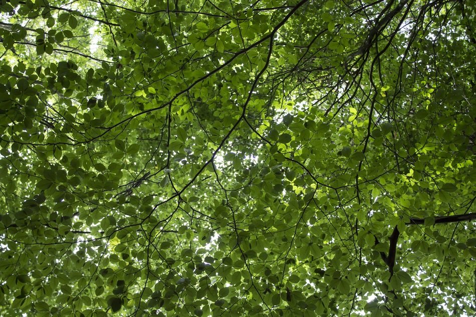 green crown of a tree in the Netherlands